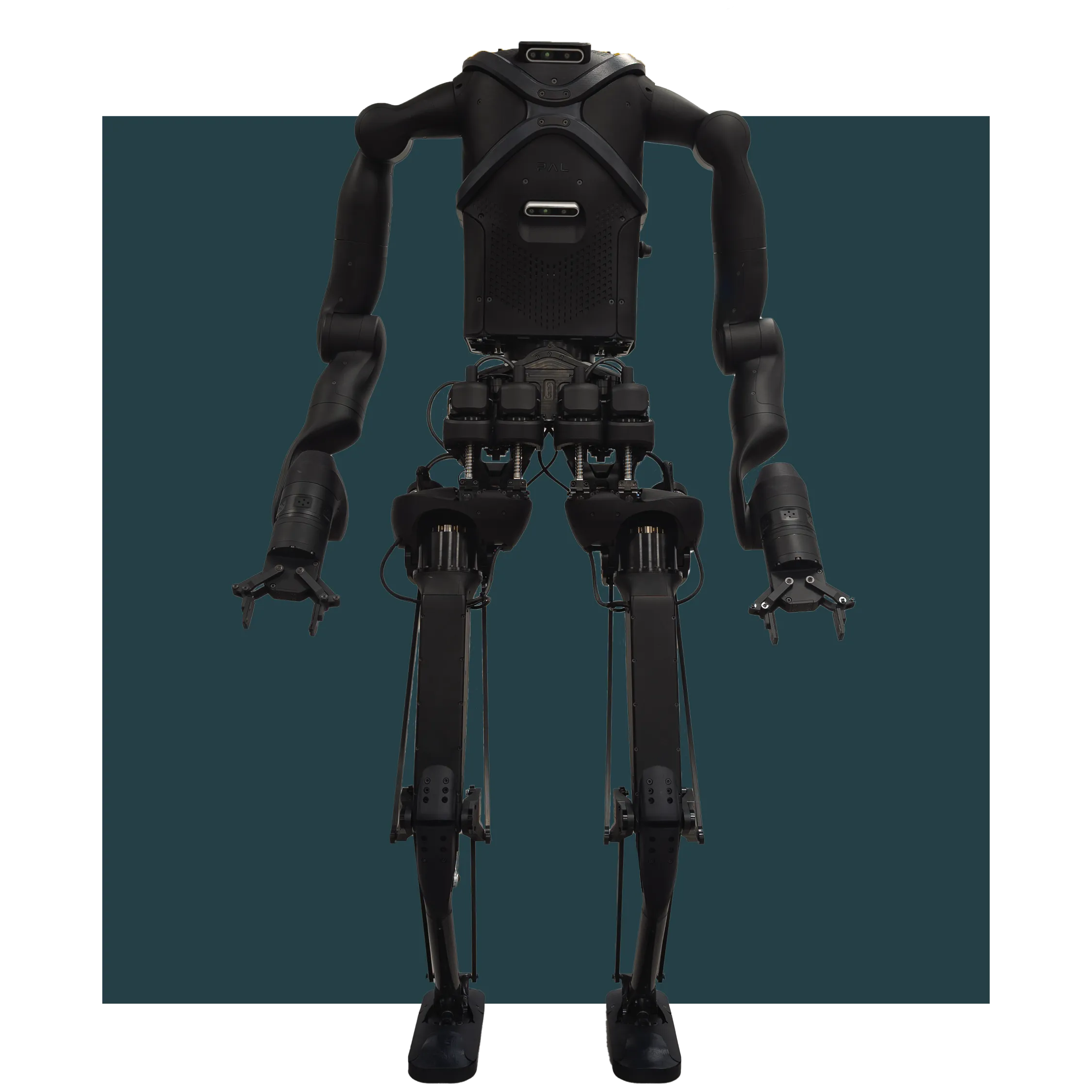 Kangaroo hero image